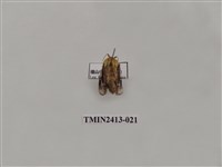 藏品(中銀紋刺蛾)的圖片